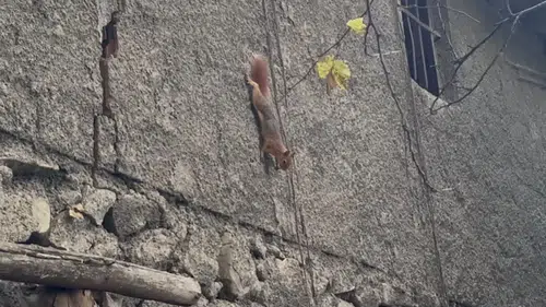 Bingöl'de bir evin bahçesinde insanlardan korkmayan sincap görüntülendi