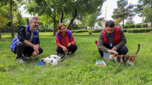 Diyarbakır sokak hayvanları için seferber oldu