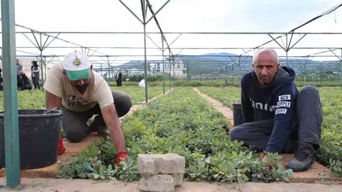 Bingöl'deki fidanlıkta 18 farklı türde üretim yapılıyor