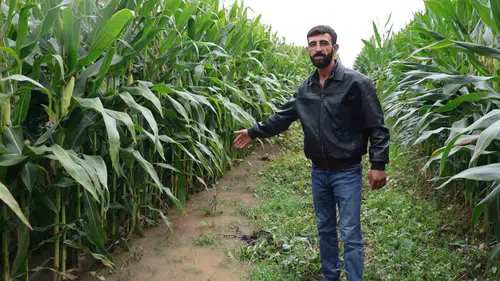 Elazığ'da sağanak yağış sonrası 300 dönüm mısır tarlası sular altında kaldı