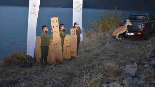 Bitlis'te yaban hayvanları yeniden doğal ortamlarına bırakıldı