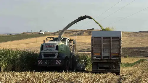 Diyarbakır topraklarında silajlık mısır bereketi başladı