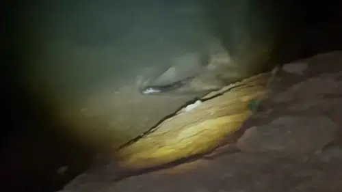 Keban Baraj Gölü'nde gece avlanan su samuru kameraya yansıdı