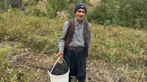 Diyarbakır Çüngüş ilçesinde aronya meyvesi hasadı başladı