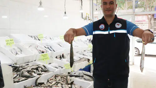 Van Gölü'nde inci kefalinin boyu koruma çalışmalarıyla yüzde 30 uzadı