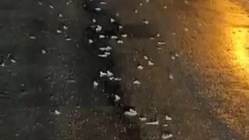 Bingöl'de yoğun yağış sonrası kurbağalar kara yoluna akın etti