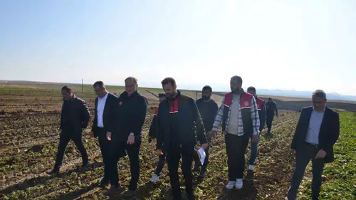 Bulanık ilçesinde şeker pancarı hasadı başladı