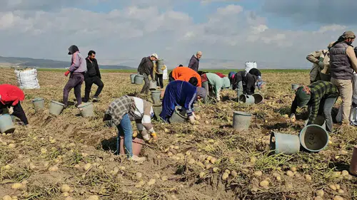 Adilcevaz patates tarlalarında mevsimlik işçilerin zorlu ekmek mücadelesi