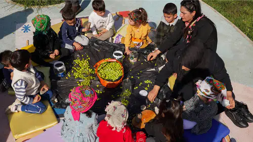 Diyarbakır'da minik eller zeytin kırdı: Üretim kültürü yeni nesle aktarılıyor