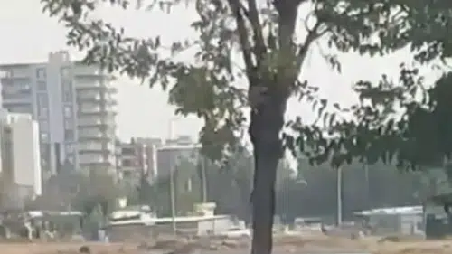 Siverek yolunda kontrolden çıkan otomobil ağaca çarparak ikiye bölündü