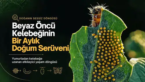 Beyaz öncü kelebeğinin yaşam döngüsü: Diyarbakır'da bir aylık doğum serüveni kaydedildi
