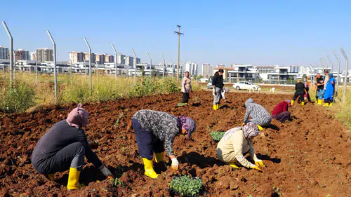 Diyarbakır'da 18 dönümlük bostanda kadın emeği: Kışlık fideler toprakla buluştu
