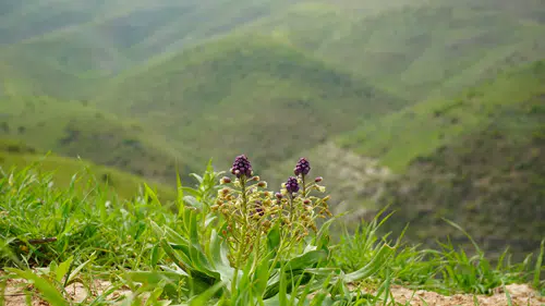 Siirt'in nadir sümbüllerine dokunmanın bedeli 700 bin liraya yakın