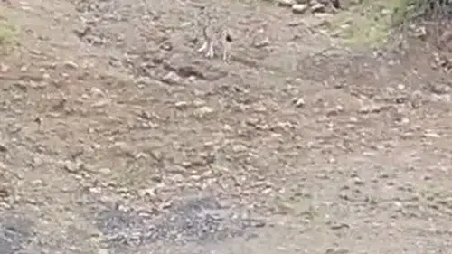 Tunceli kırsalında nadir görülen vaşak kameraya yansıdı