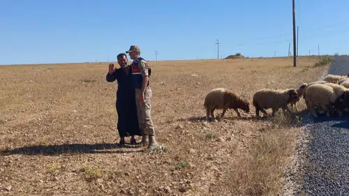 Harran ovasında kaybolan sürüyü jandarma ekipleri arazide buldu