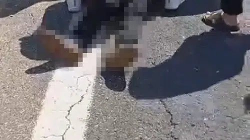 Şanlıurfa yolunda kurbanlık taşıyan araç kaza yaptı
