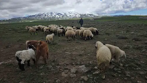 Bitlisli besiciler baharın gelişiyle Sütey Yaylası yoluna düştü