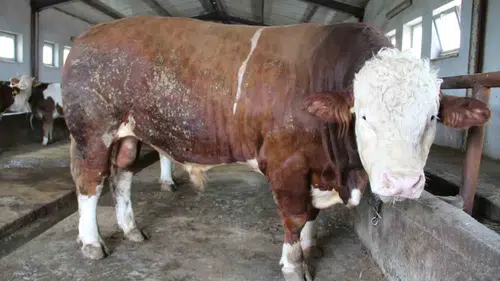 Bingöl pazarının dev ismi Tosun Paşa görücüye çıktı