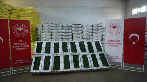 Muşlu çiftçiye 586 bin fide desteğiyle tarlalar yeşerecek