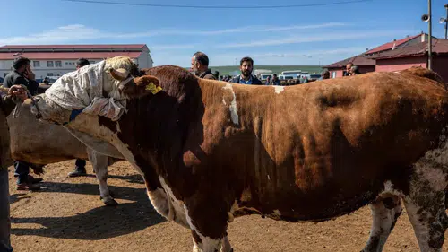 Ağrı Hayvan Borsası’nın gözdesi 1 tonluk Barbaros görücüye çıktı