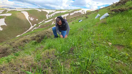 Bitlis dağlarında çiriş otu bereketi