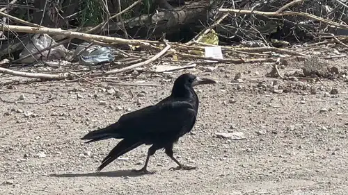 Van'da yaralı kargaya sadık dostlarından vefa nöbeti