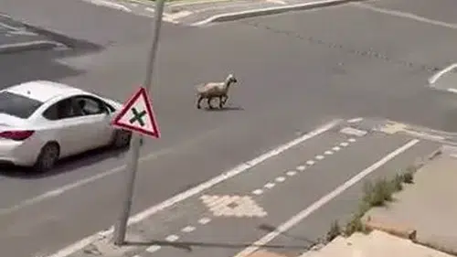 Diyarbakır sokaklarında kurbanlık koyun kovalamacası
