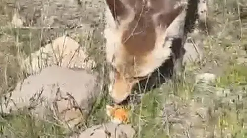 Bitlis'te piknik yapan vatandaşın sofrasına aç tilki misafir oldu
