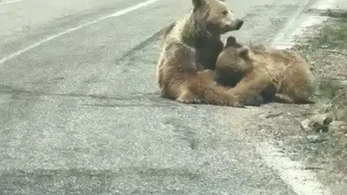Munzur Vadisi'nde doğanın en samimi anı kameraya yansıdı