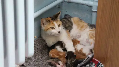 Tunceli’de bir ilkokul sınıfının yeni üyeleri beş yavru kedi oldu