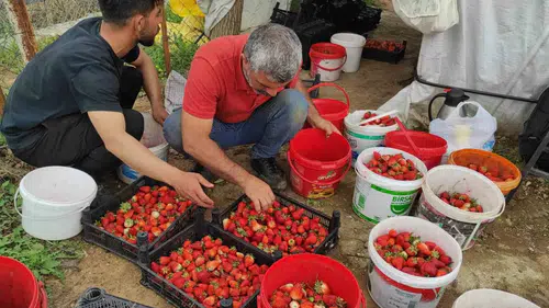 Sason'da rekolte yüksek ama çilek tarlada çürüyor