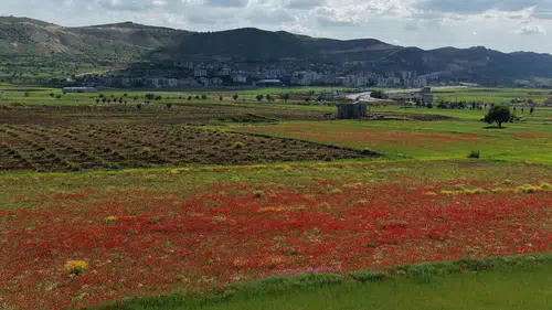 Gercüş Ovası baharın gelişiyle kırmızıya büründü