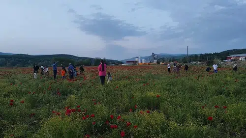 Bingöl yolundaki kırmızı manzara sürücüleri mola vermeye zorladı