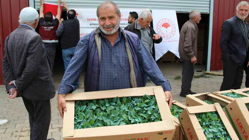 Bingöllü çiftçiye 330 bin fide desteğiyle üretim kapısı açıldı