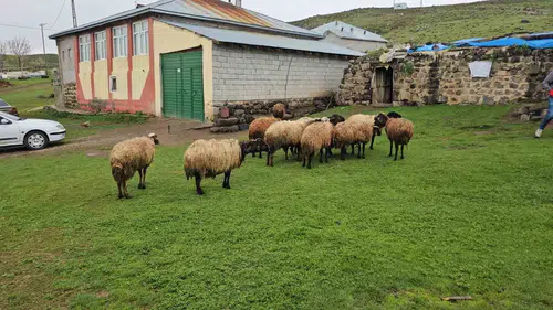 Bitlis'te gece yarısı kurt baskını