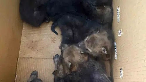 Elazığ kırsalında terk edilmiş yedi yavru kurt bulundu