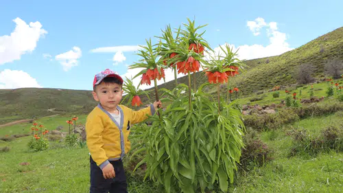 Bingöl dağlarında ağlayan gelinlerin mevsimi geldi