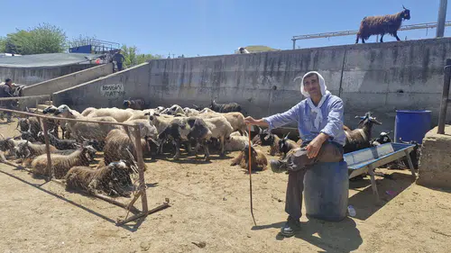 Diyarbakır hayvan pazarında bayram mesaisi