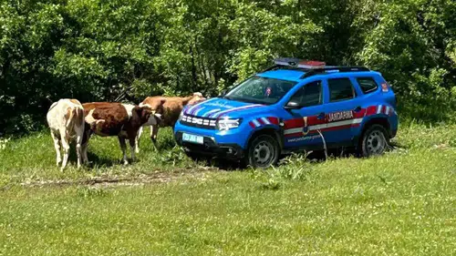 Elazığ’da kaybolan inekleri jandarma dronla arazide buldu