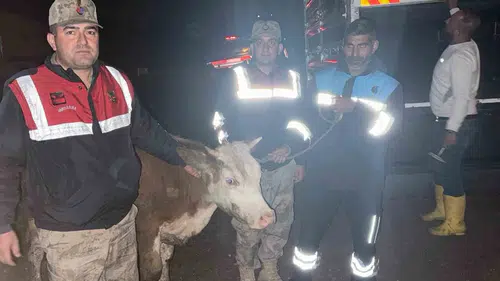 Siverek’te çalınan hayvanı jandarma kameradan buldu