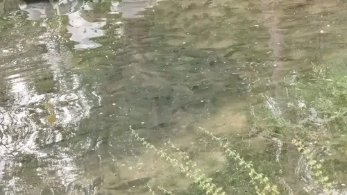 Keban Barajı kapakları açtı Fırat Nehri balıkla doldu
