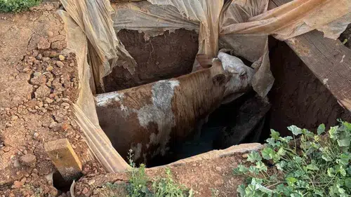 Muş Harman köyünde foseptik çukuruna düşen inek kurtarıldı