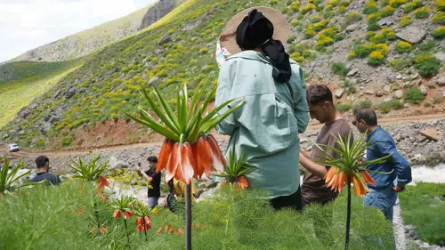 Şırnak Seriro Yaylası’nda ters laleler baharı müjdeledi