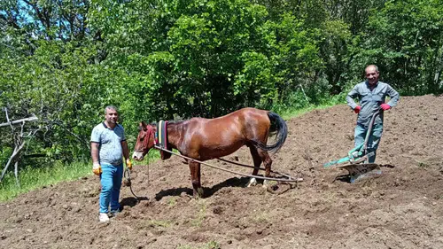 Hizanlı çiftçiler engebeli arazileri karasabanla sürüyor
