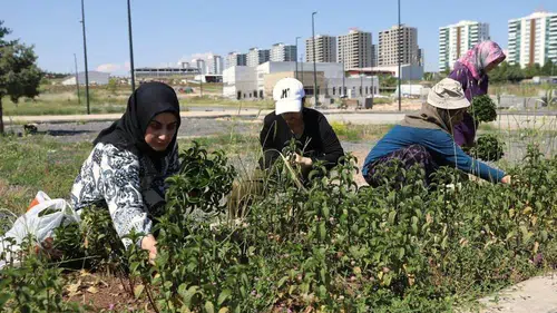 Diyarbakırlı kadınlar topraktan şifa fışkırttı