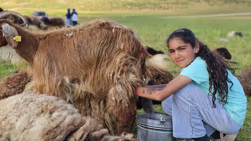 Muş’un yüksek yaylalarında zorlu üretim mesaisi başladı