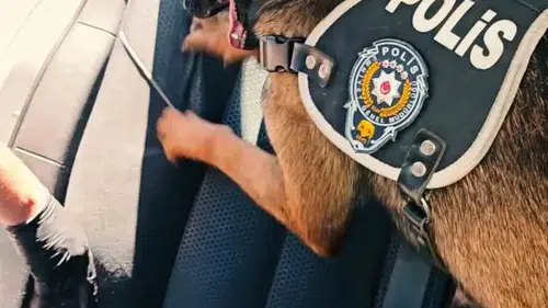 Muş’ta polisten uyuşturucu operasyonu