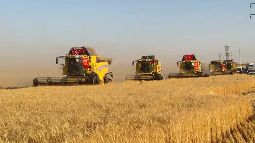 Ceylanpınar ovasında dev hasat mesaisi başladı