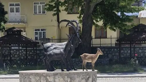 Çemişgezek'te yaban keçisi kendi heykeliyle poz verdi