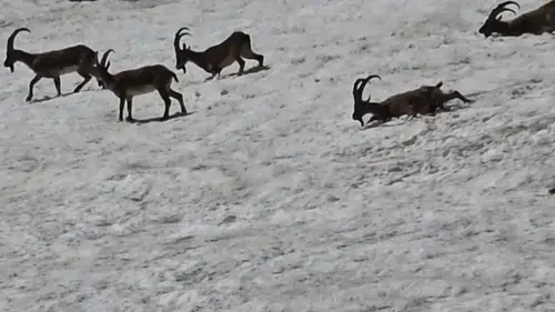Tunceli dağlarında yaban hayatı aynı karede buluştu